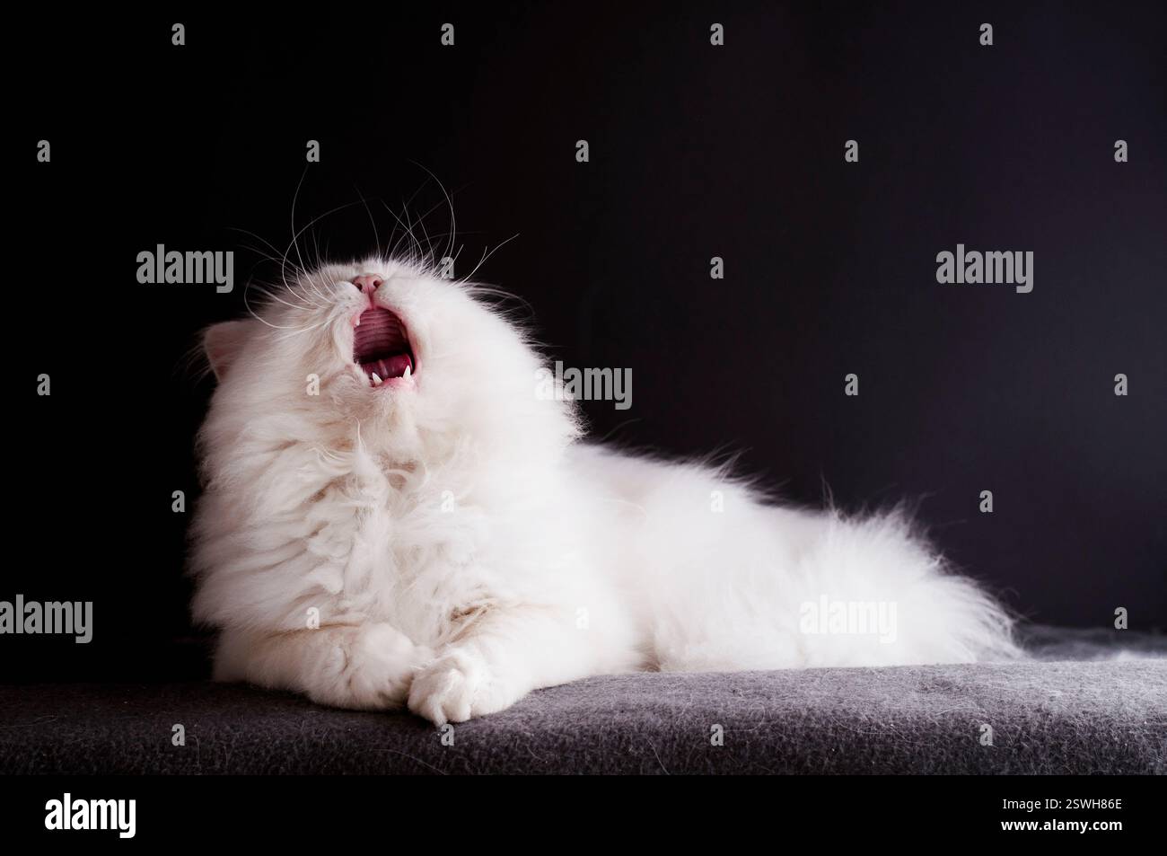 Soffice gatto bianco con una divertente espressione facciale Foto Stock Soffice gatto bianco con una divertente espressione facciale Foto Stock