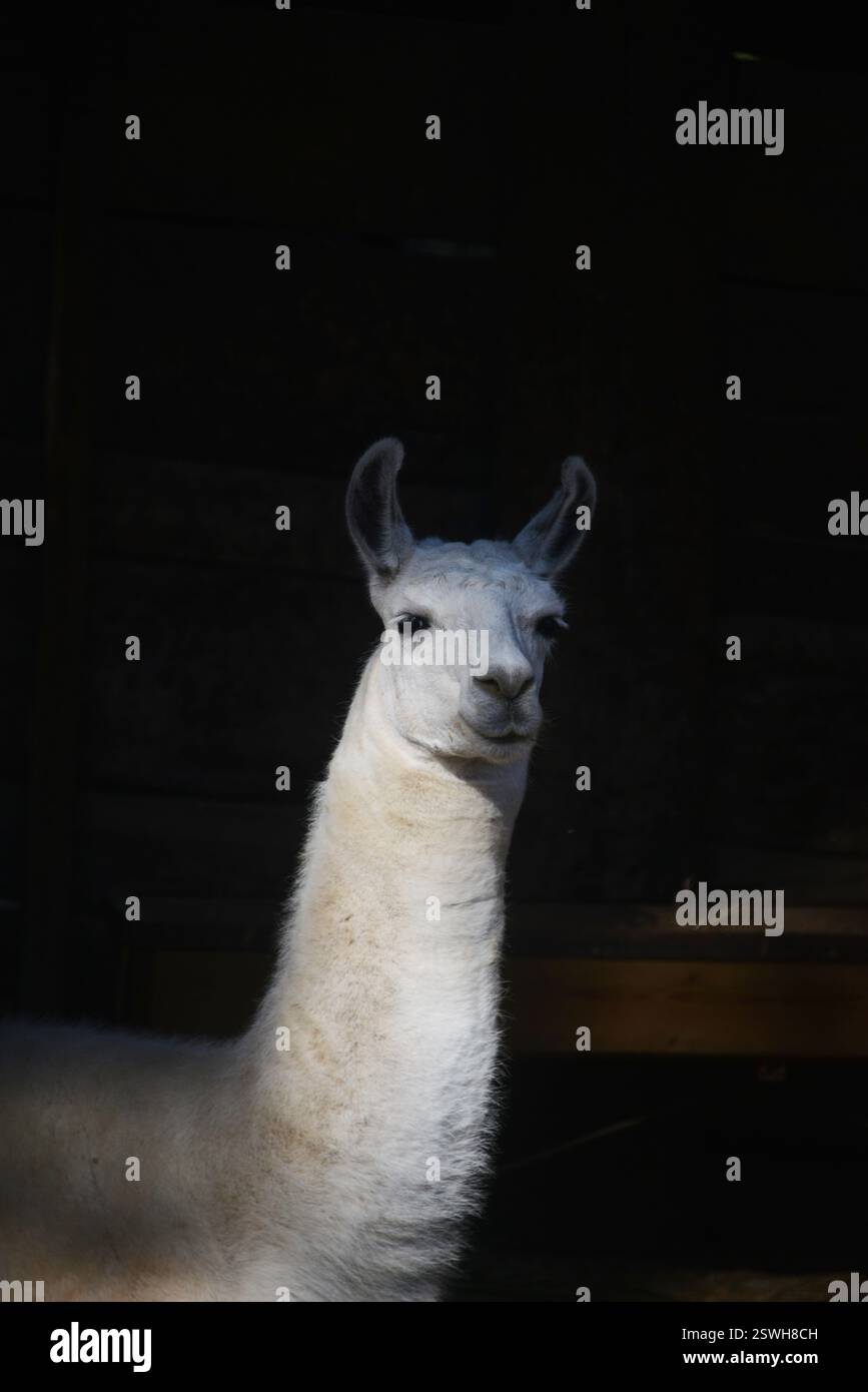 Lama su sfondo nero Foto Stock