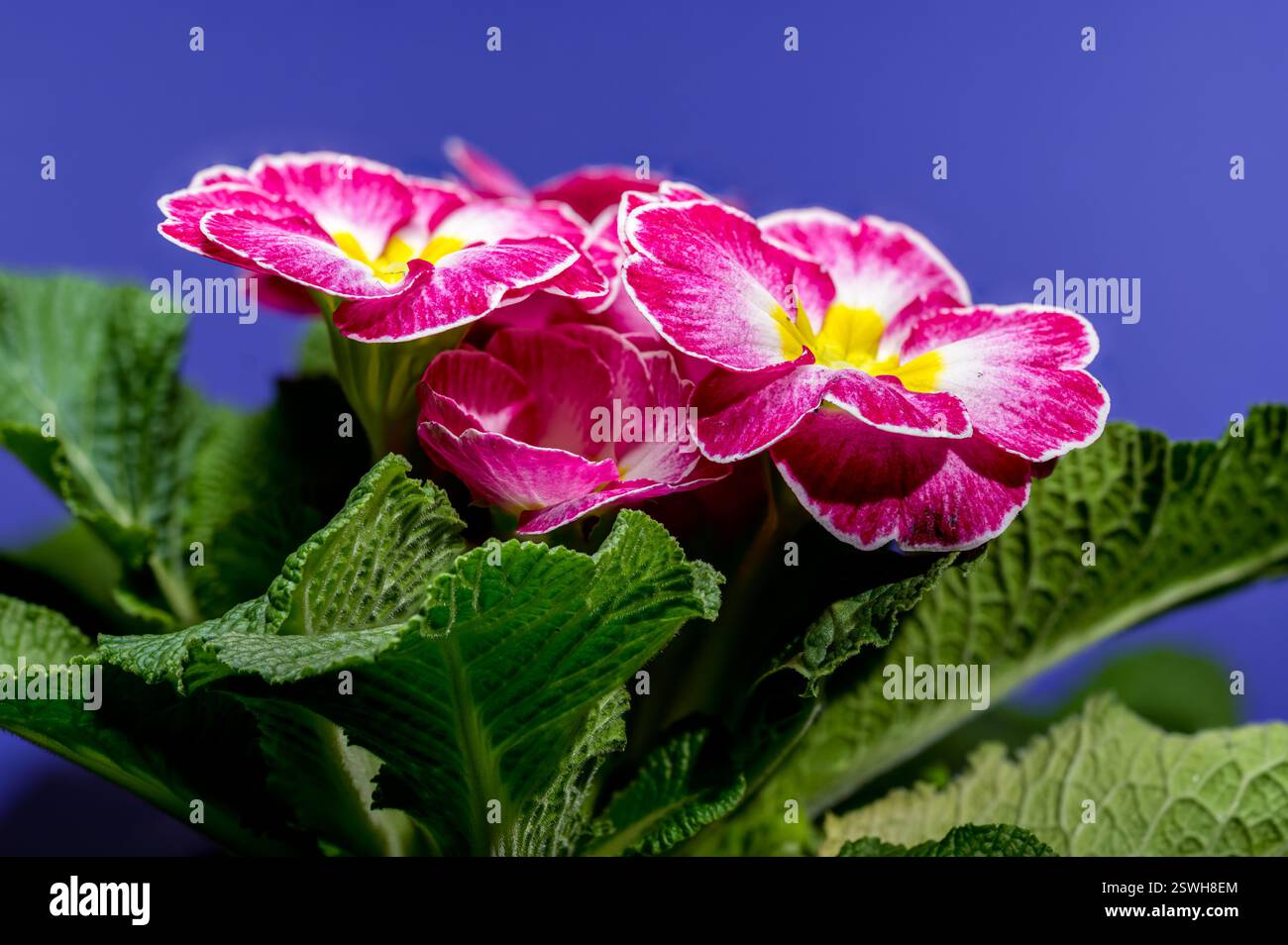 Fiori Primula rosa su sfondo blu Foto Stock