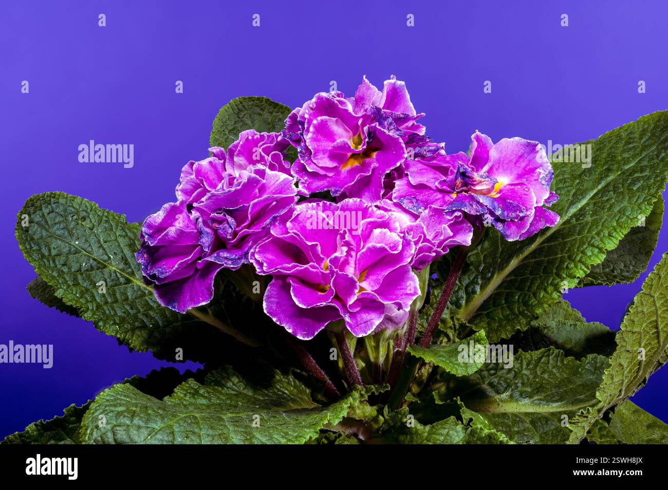 Fiori Primula rosa su sfondo blu Foto Stock