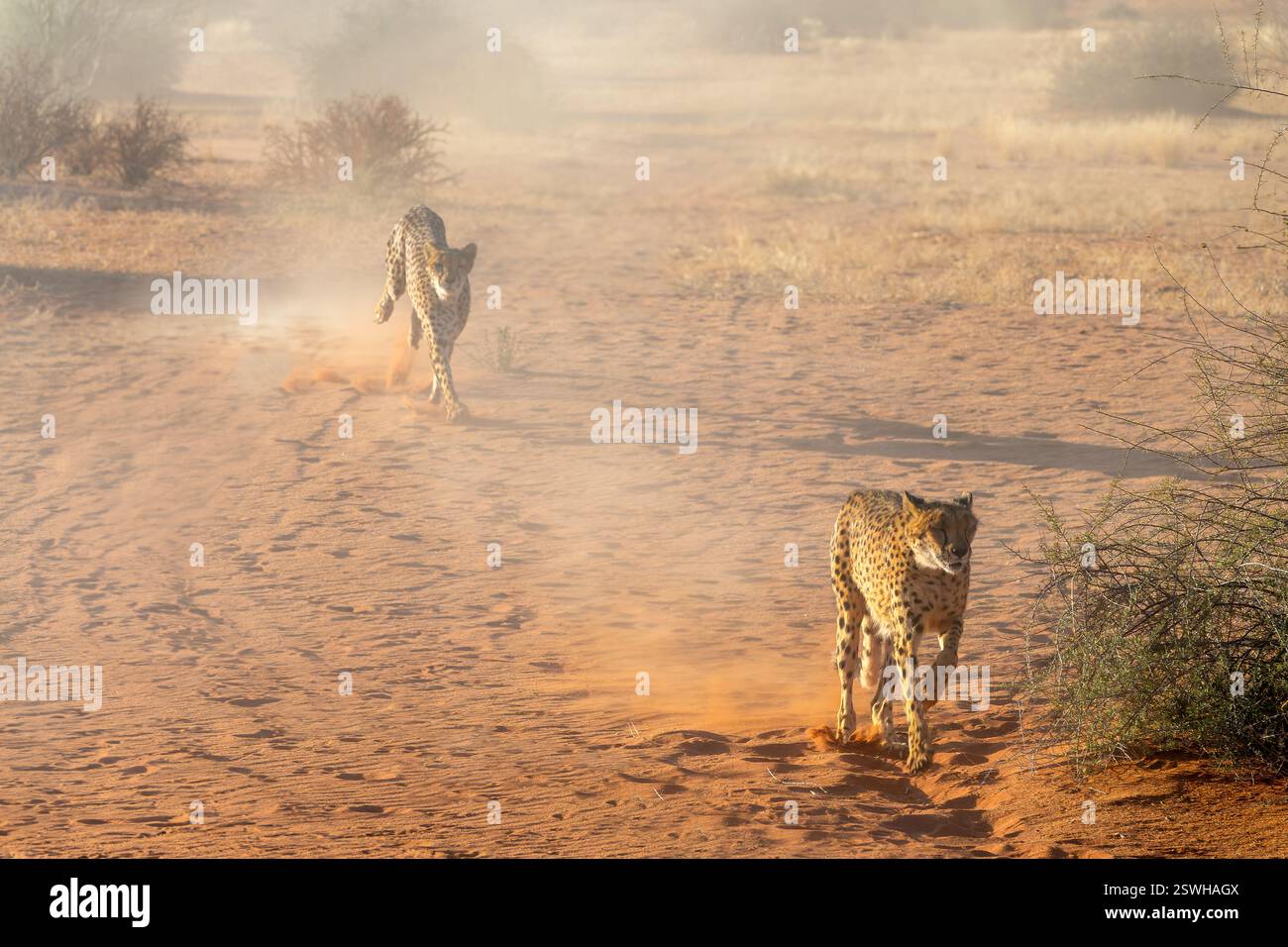 Due ghepardi che corrono nel deserto del Kalahari, Namibia, Africa Foto Stock