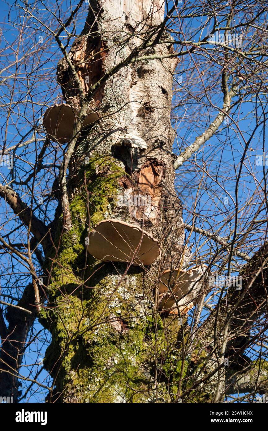 Betula Pendula - betulla con Piptoporus betulina - fungo Polipore di betulla. Foto Stock