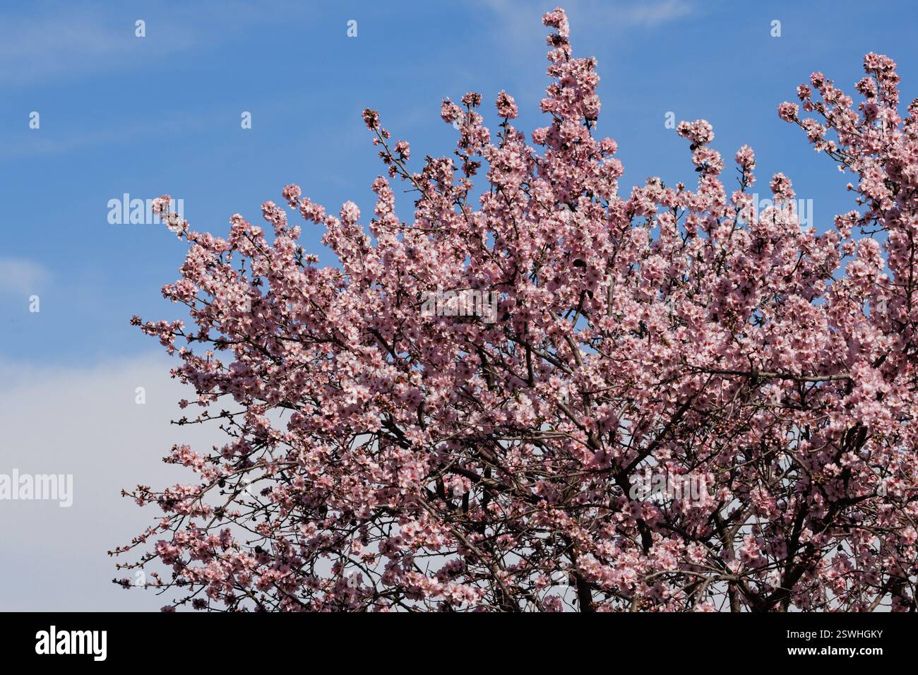 Corona di mandorli in fiore con cielo blu e sfondo nuvoloso, Alcoy, Spagna Foto Stock