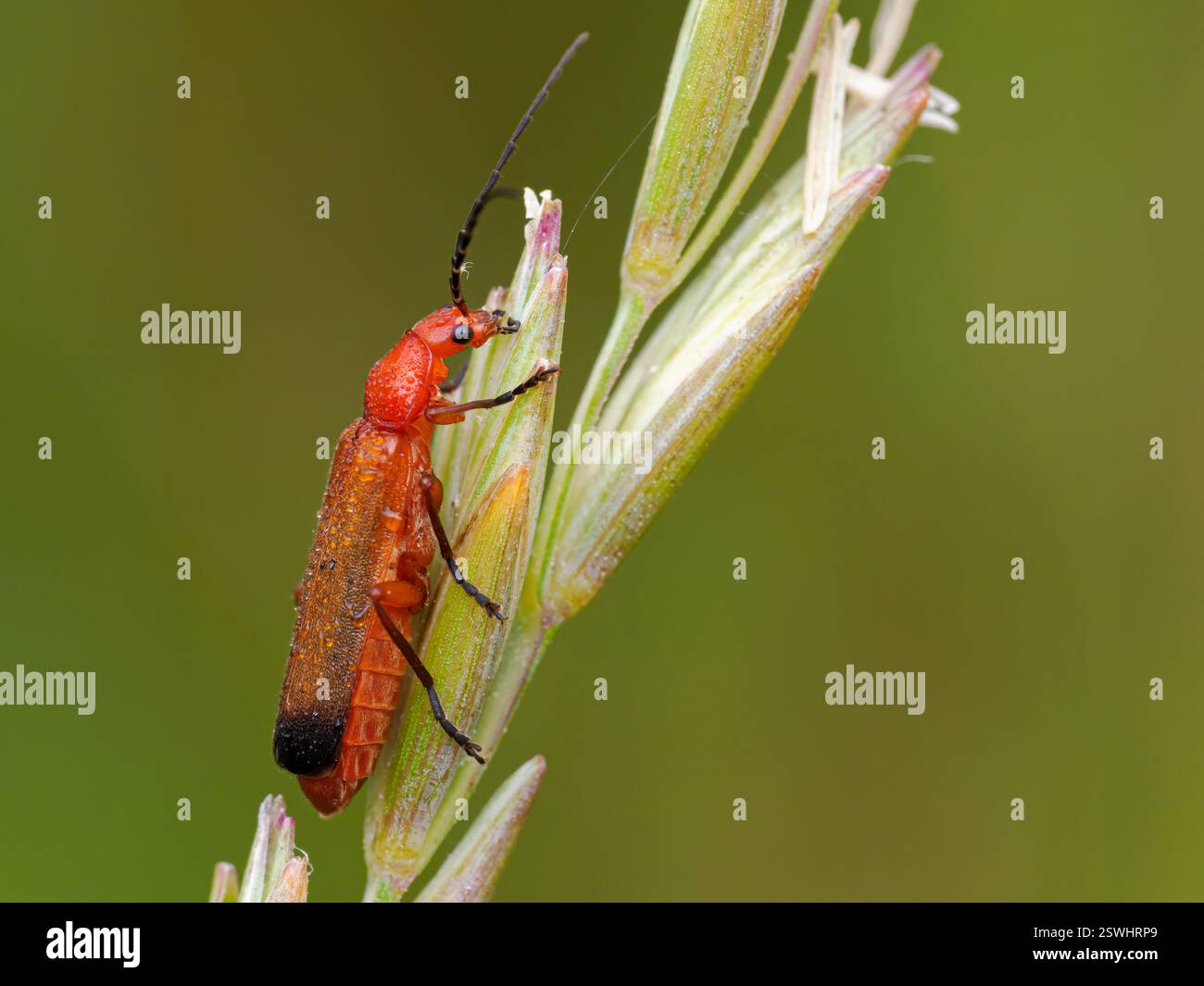 Coleottero comune soldato, Bloodsucker, Rhagonycha fulva, sulle erbe costiere, Norfolk Foto Stock