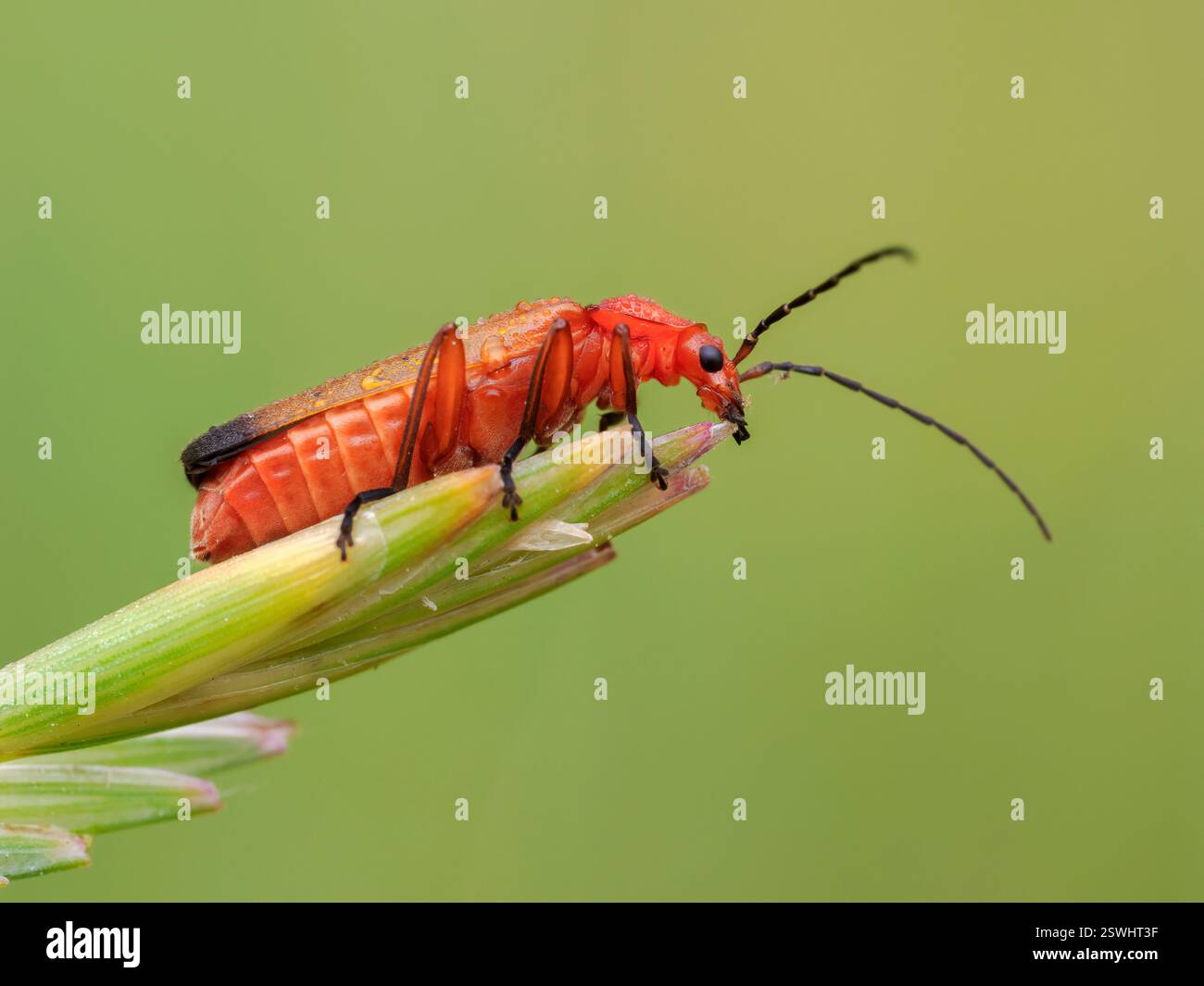 Coleottero comune soldato, Bloodsucker, Rhagonycha fulva, sulle erbe costiere, Norfolk Foto Stock