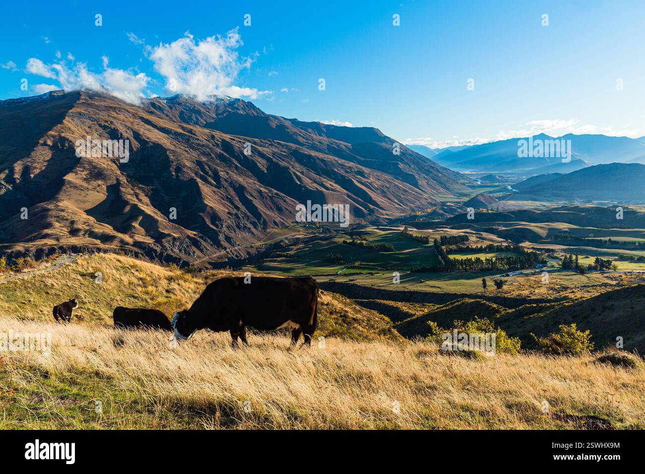 Paesaggio e bestiame dall'osservatorio di Crown Range Road nella regione di Otago in nuova Zelanda Foto Stock