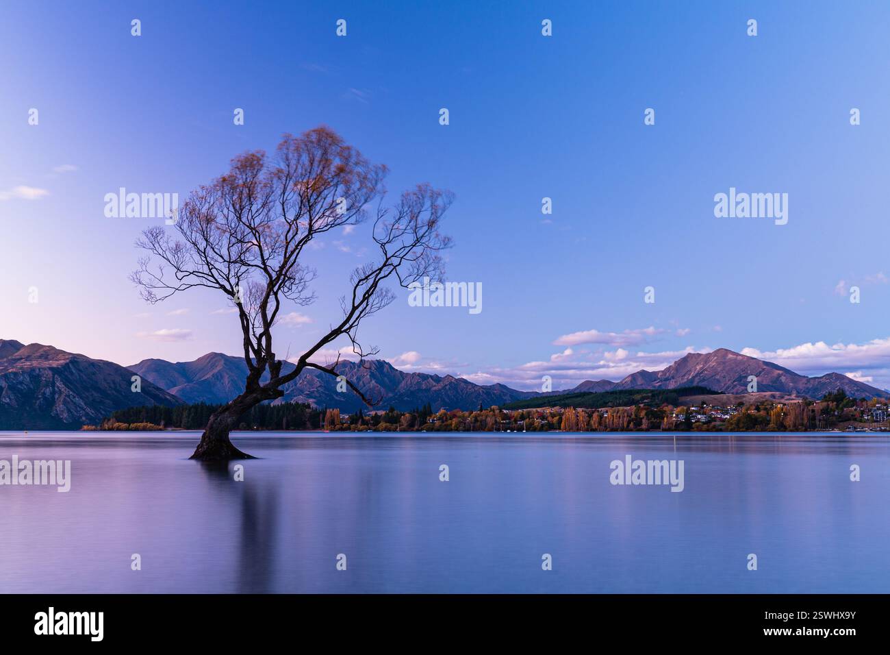 L'albero di Wanaka si trova sul lago Wanaka al crepuscolo nella regione di Otago in nuova Zelanda Foto Stock