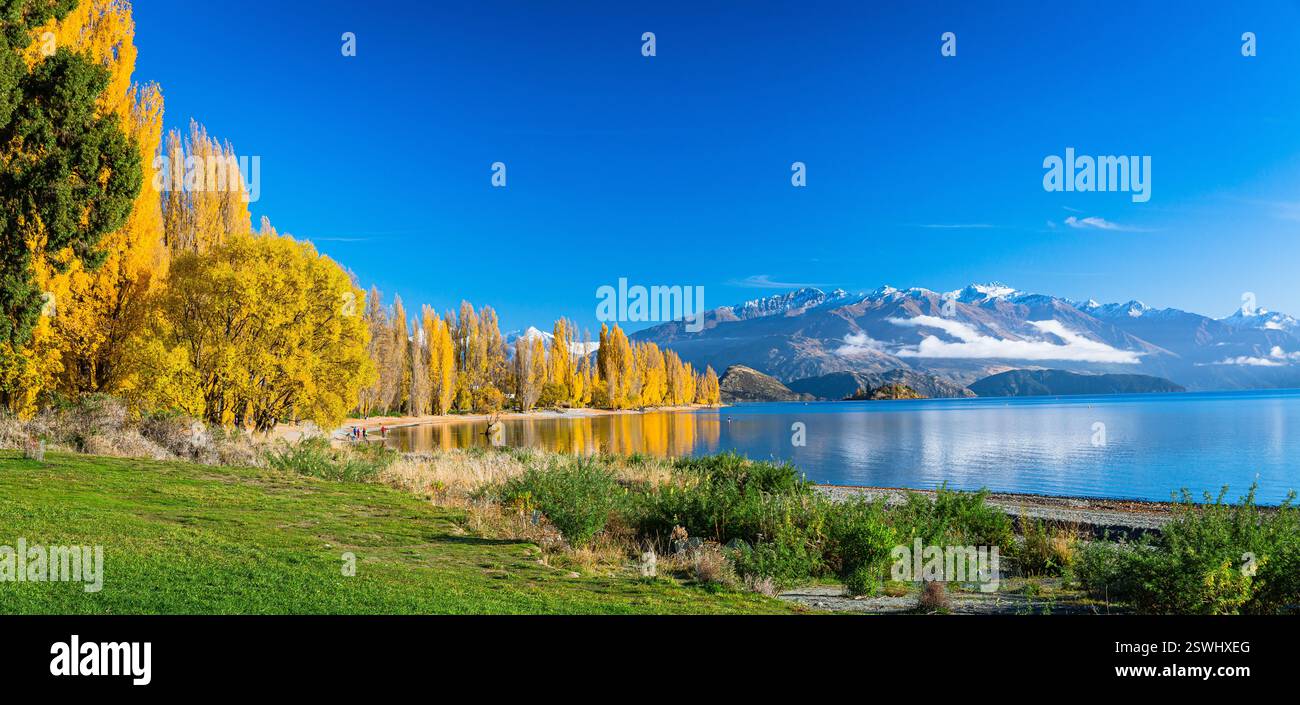 Alberi tinti di giallo dalle foglie autunnali sulla riva del lago Wanaka nella regione di Otago in nuova Zelanda e nelle Alpi meridionali Foto Stock