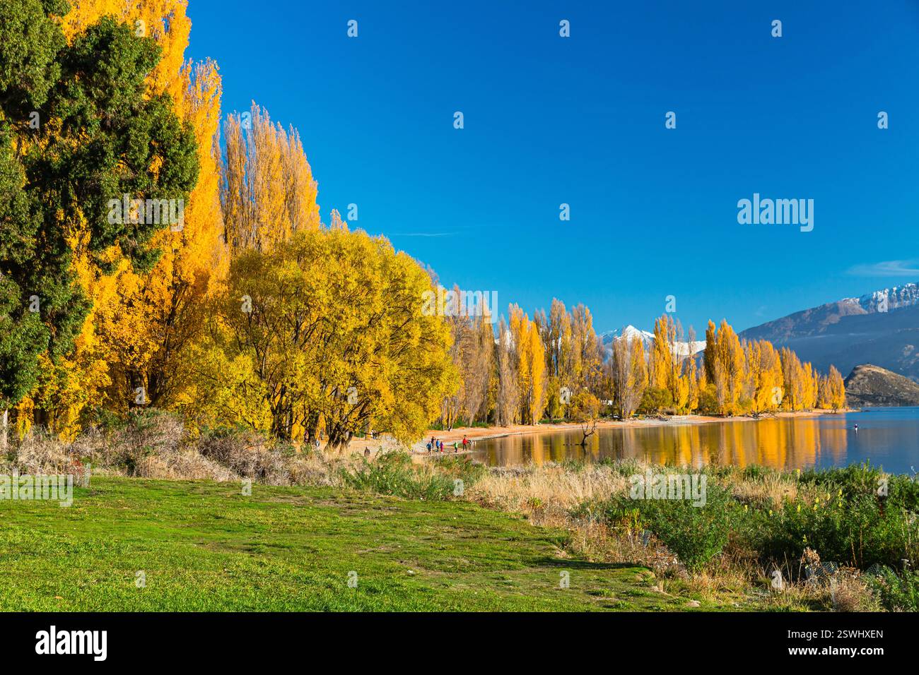 Alberi tinti di giallo dalle foglie autunnali sulla riva del lago Wanaka nella regione di Otago in nuova Zelanda e nelle Alpi meridionali Foto Stock