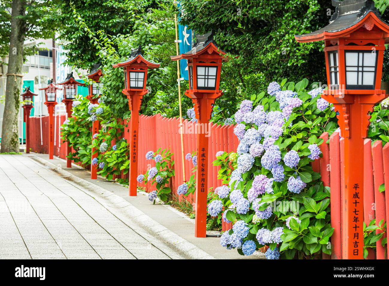 Hydrangea nel distretto di Kawagoe Hachimangu Shrine, Kawagoe City, prefettura di Saitama, Giappone Foto Stock