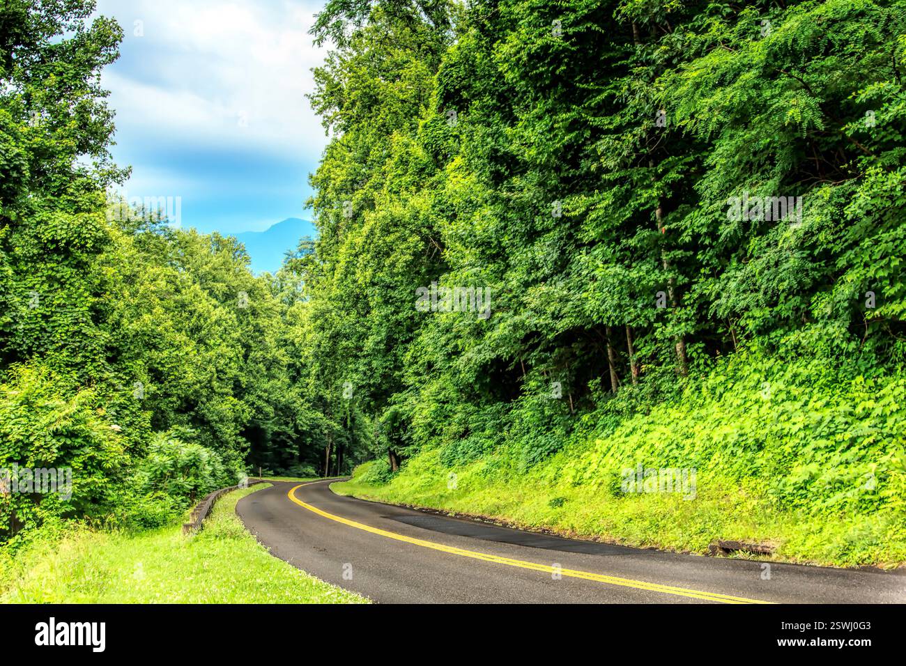 Strada con alberi su entrambi i lati. La strada è gialla e ha una linea dipinta su di essa Foto Stock