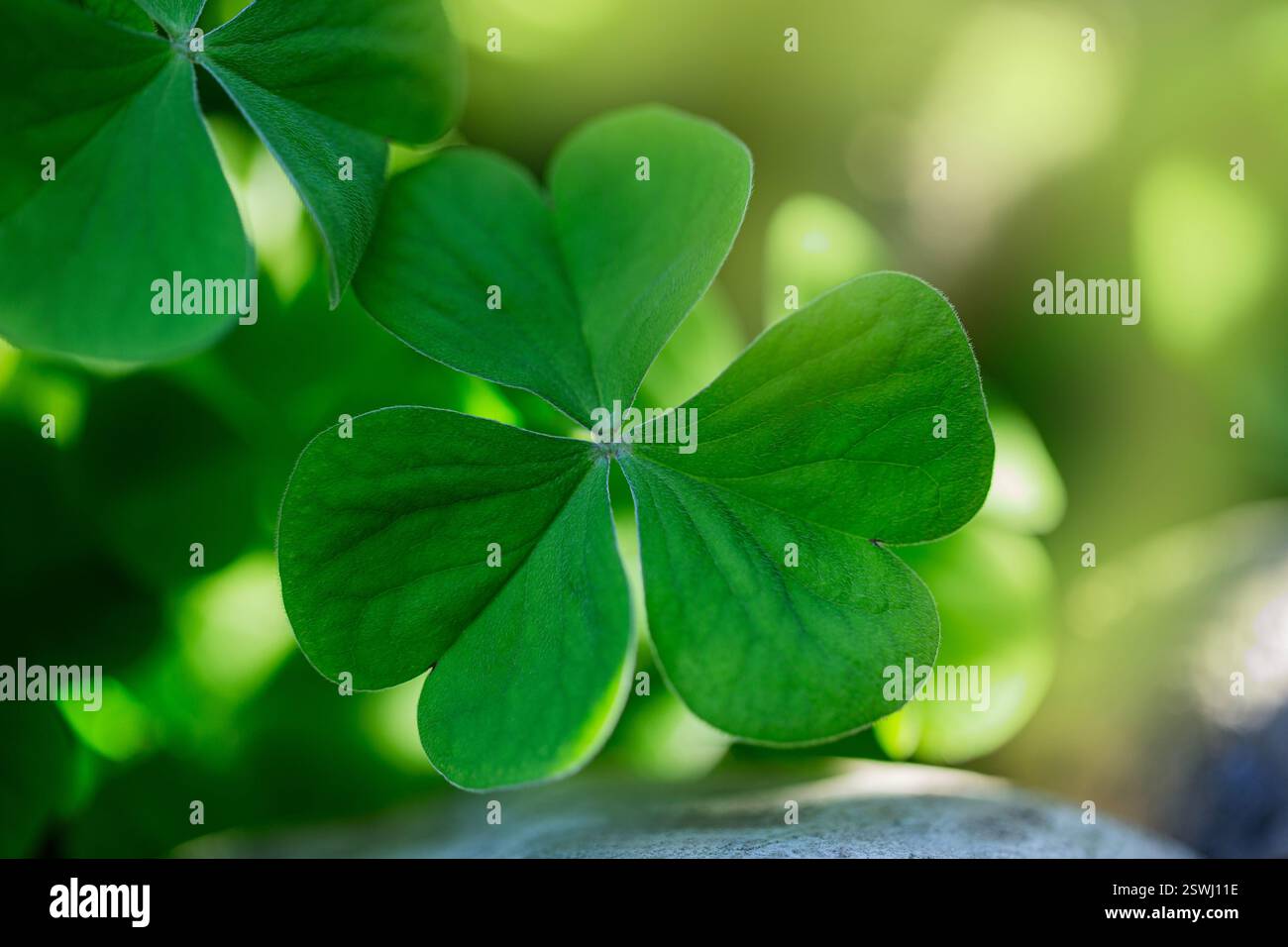 Foglia di trifoglio fresca, shamrock a tre foglie, con sfondo verde sfocato. TST irlandese fortunato. Il passato di Patrick. Foto Stock