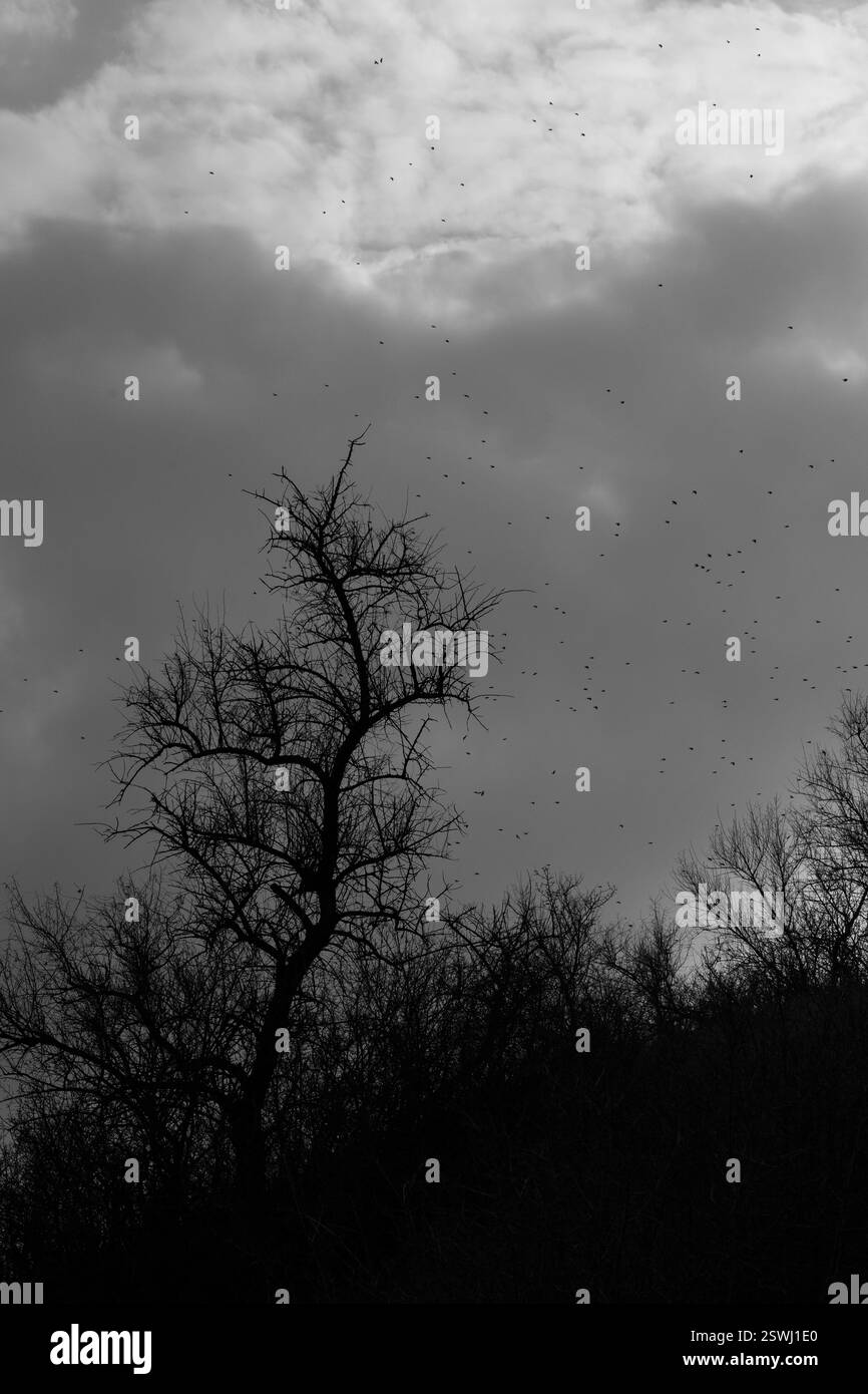 Un'atmosfera triste, un periodo cupo, natura deserta. Foto Stock