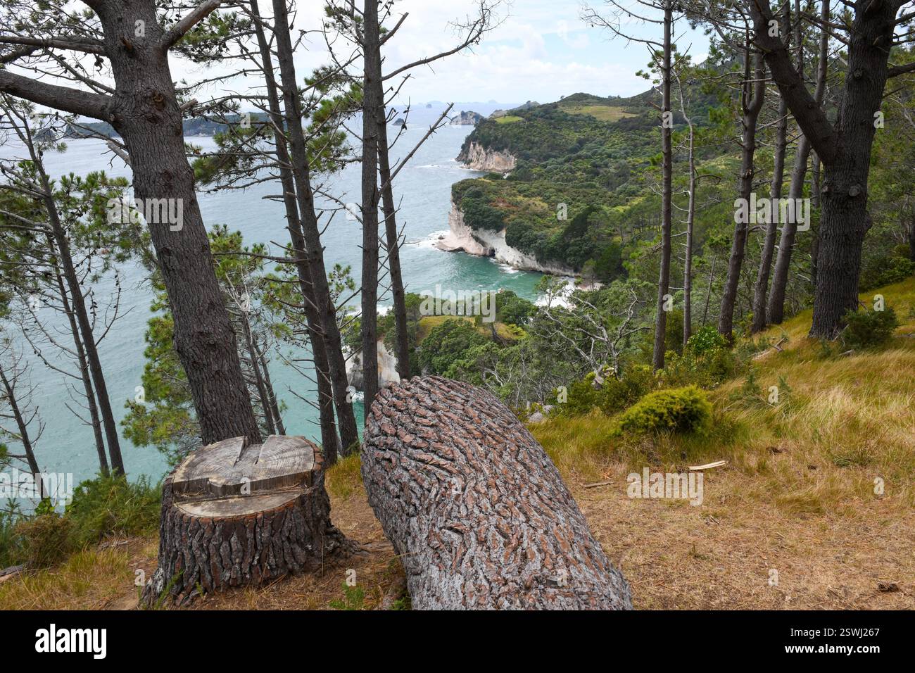 Vista al McHands Bay Lookout vicino alla spiaggia di Cathedral Cove in nuova Zelanda Foto Stock