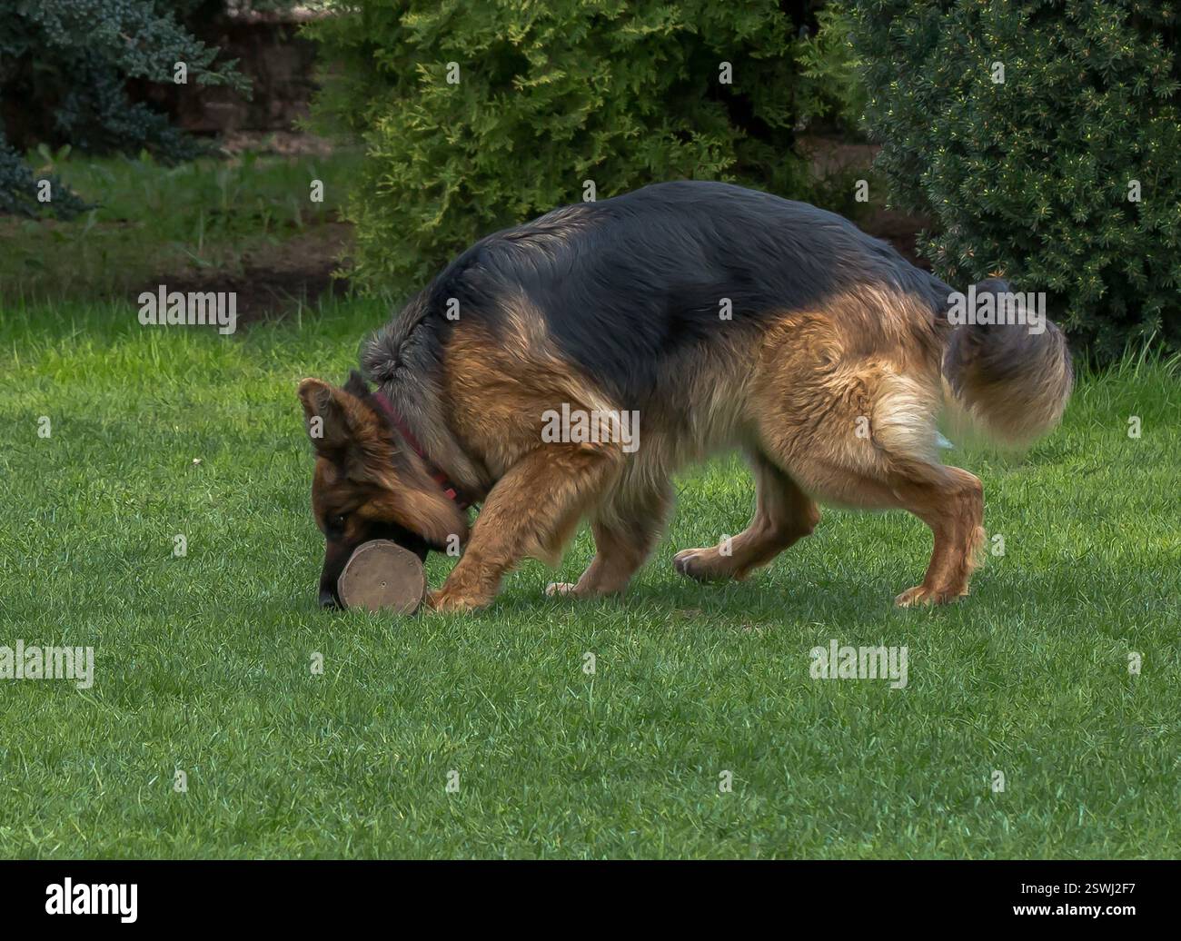 German Shepherd è un amico molto leale, orgoglio, amore, forza, partner, felicità, intelligenza, bellezza, grazia e tutto questo e molto di più su di loro Foto Stock
