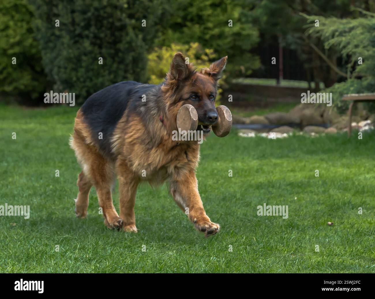 German Shepherd è un amico molto leale, orgoglio, amore, forza, partner, felicità, intelligenza, bellezza, grazia e tutto questo e molto di più su di loro Foto Stock