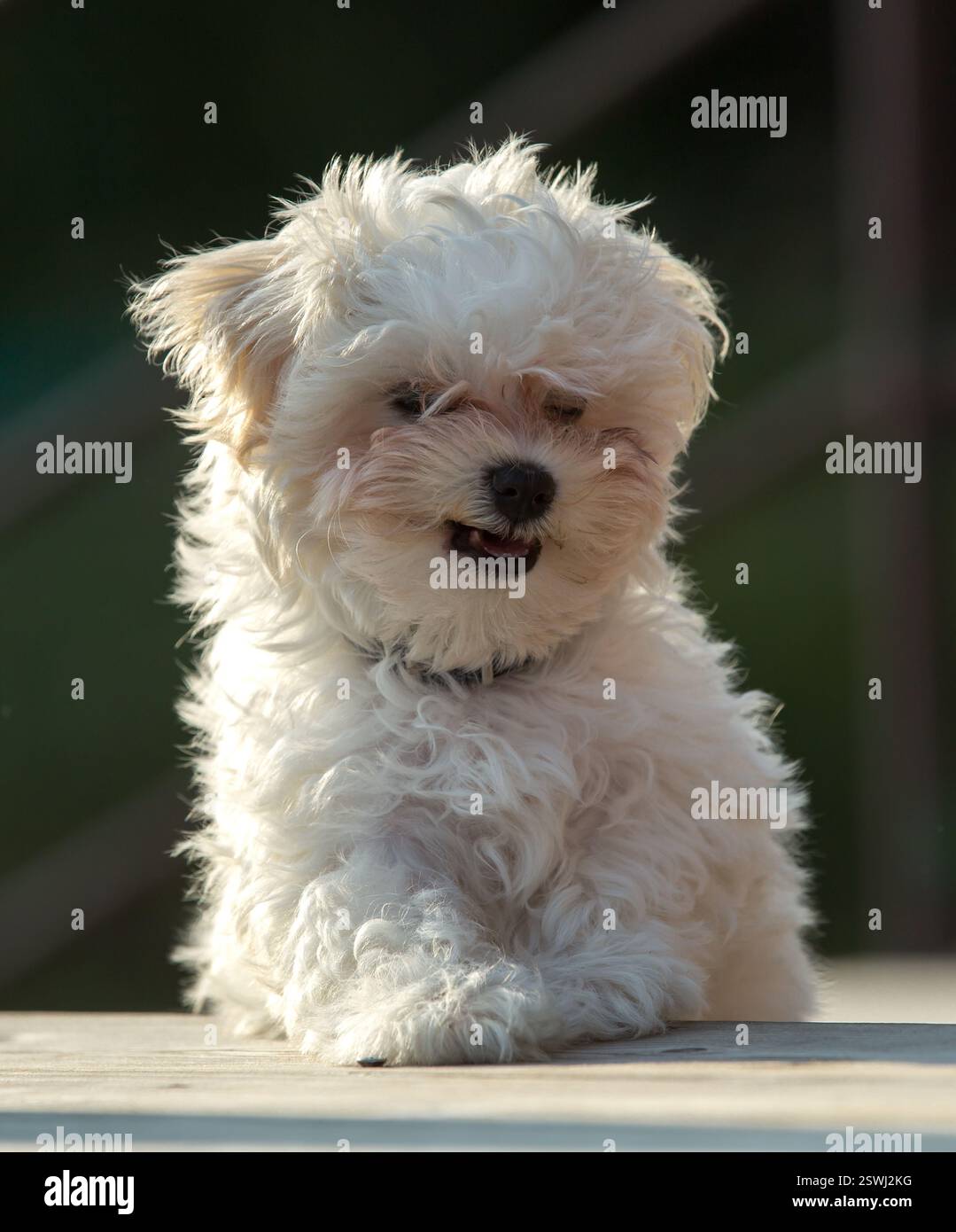 il bichon bianco sorride e sorride allegramente Foto Stock