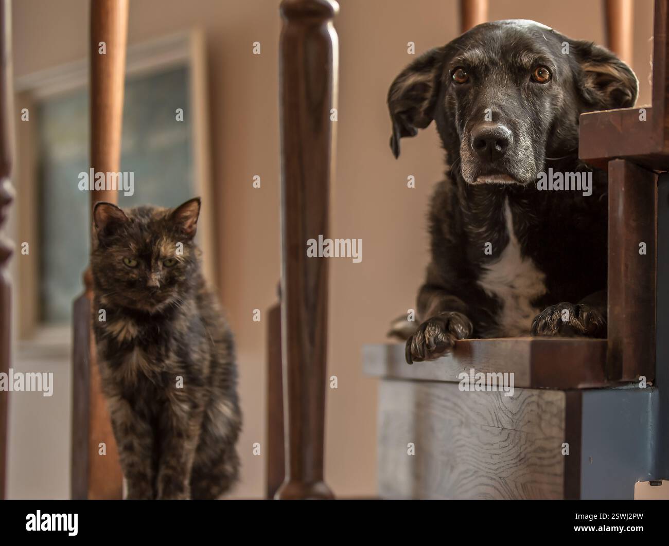 il cane e il gatto guardano la cornice, sono sempre insieme, molto amichevoli, Foto Stock