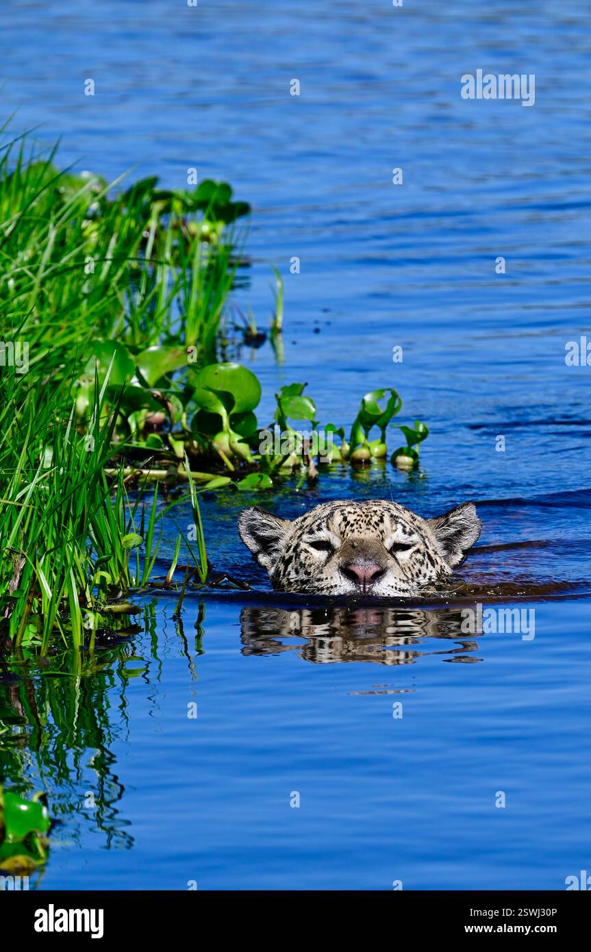 Una testa di giaguaro Pantenal Foto Stock