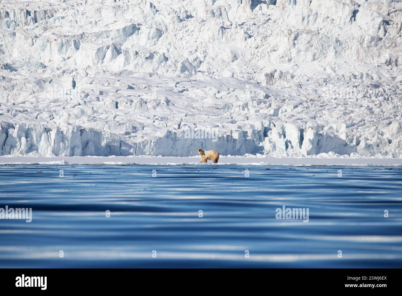 L'orso polare cammina di fronte a un enorme ghiacciaio nelle Svalbard, un arcipelago norvegese tra la Norvegia continentale e il Polo Nord. Foto Stock