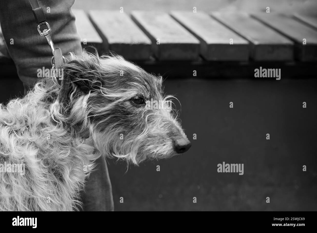 Un leale cane da cerriolo grigio aspetta pazientemente, la sua pelliccia spazzata dal vento incornicia il volto. Foto Stock
