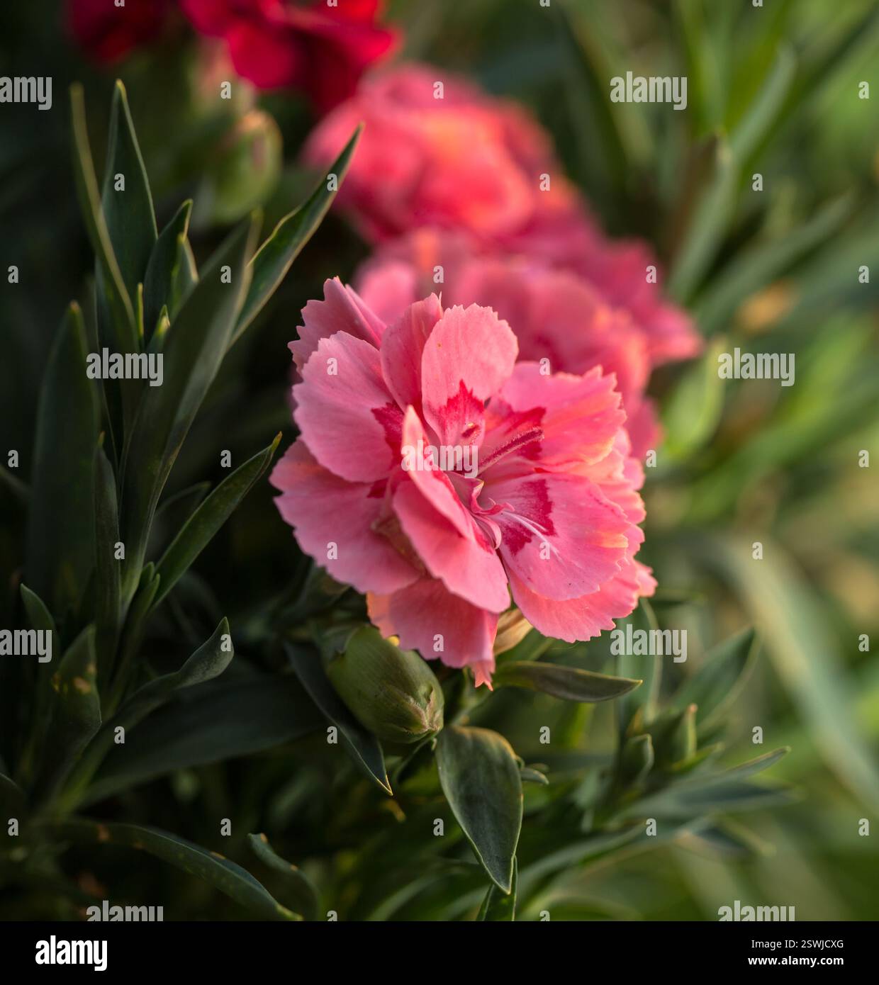 il garofano cresce e fiorisce in una pentola Foto Stock