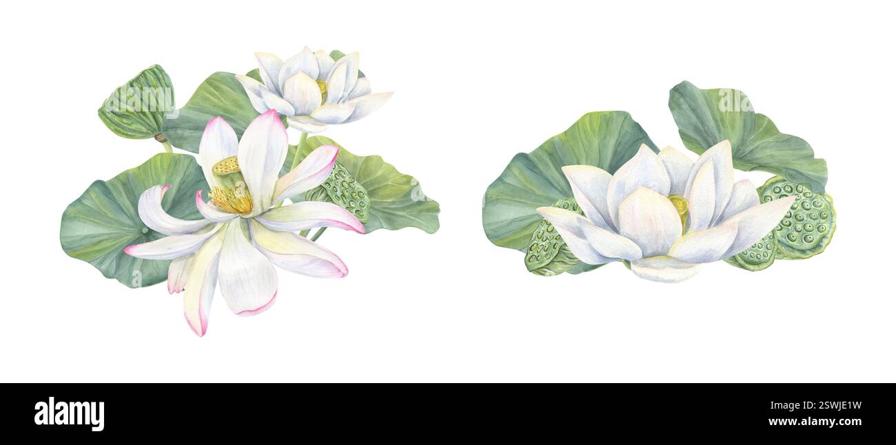 Loto bianco in fiore con testa a cialda di semi verde, foglie che creano un'illustrazione ad acquerello. Bouquet di fiori di giglio tropicale indiano in stile realistico. Foto Stock