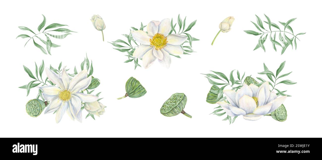 Fiore di loto bianco con delicate foglie verdi, testa di semi, baccelli e boccioli, clip art. Delicati rami di ninfee e eucalipto Foto Stock