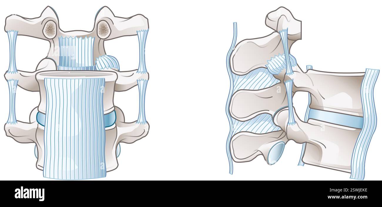 I legamenti lombari della colonna vertebrale offrono stabilità, flessibilità e supporto per il movimento e la postura della colonna vertebrale. Foto Stock