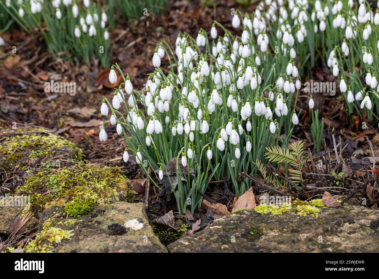 Clump di gocce di neve di Galanthus nivalis (comune snowdrop) in gemme a febbraio, Wiltshire Garden, Inghilterra, Regno Unito Foto Stock
