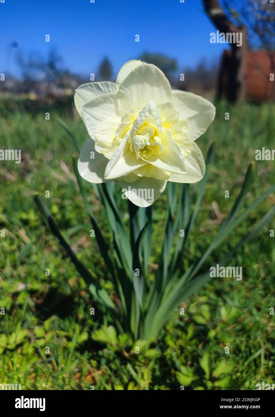 Un grande fiore di narciso bianco con grandi petali e stami che crescono in suolo nero in una fattoria del villaggio in una giornata di primavera soleggiata. Narcisi in fiore. Selezione. Bellissimo fiore di narciso varietale. Foto Stock