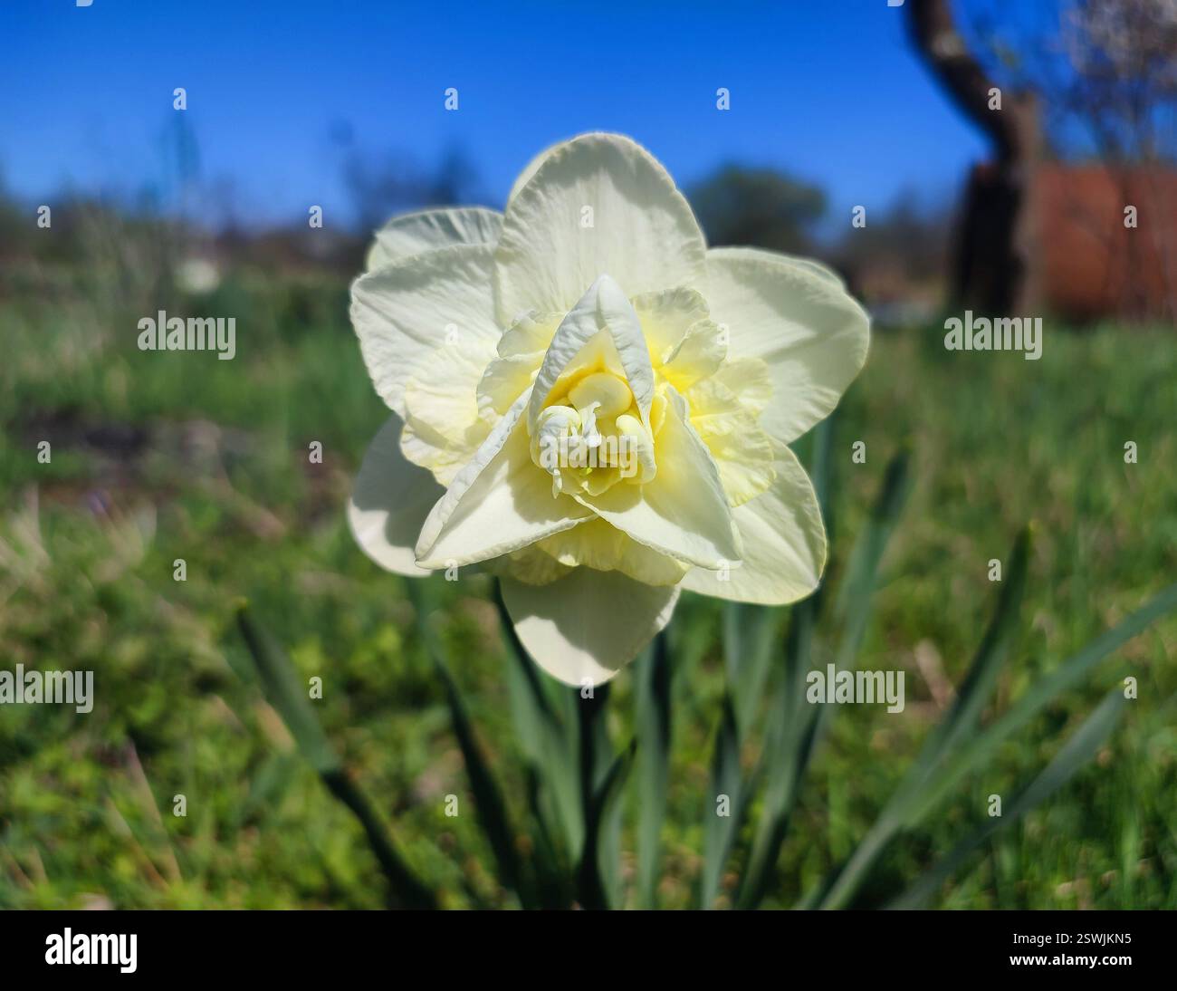 Un grande fiore di narciso bianco con grandi petali e stami che crescono in suolo nero in una fattoria del villaggio in una giornata di primavera soleggiata. Narcisi in fiore. Selezione. Bellissimo fiore di narciso varietale. Foto Stock