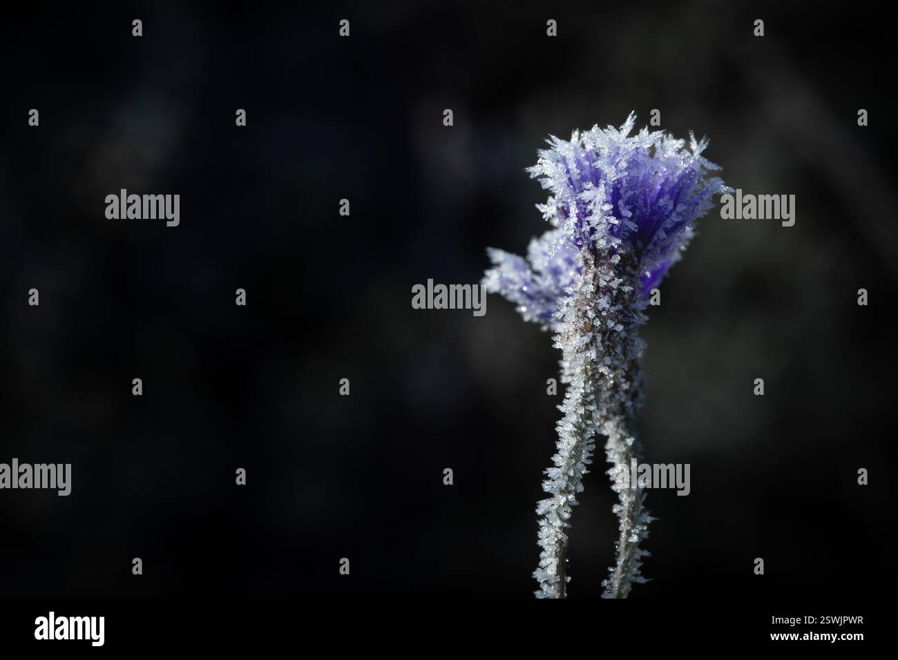 Un'impressionante fotografia ravvicinata di un fiore selvatico delicatamente ricoperto di gelo, con cristalli di ghiaccio che scintillano nella luce soffusa del mattino. Foto Stock