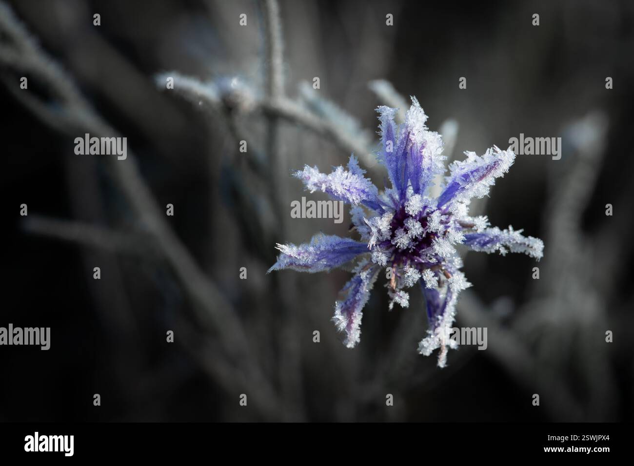Un affascinante primo piano di un fiore selvatico blu ricoperto di gelo, i suoi delicati petali adornati da intricati cristalli di ghiaccio. Foto Stock