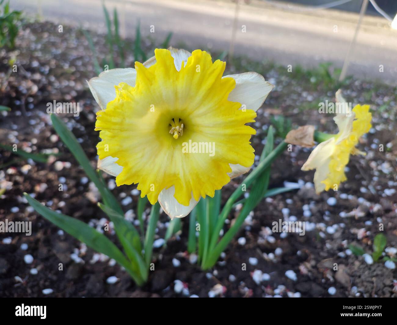 Un grande fiore di narciso giallo con grandi petali e stami che crescono in suolo nero in una fattoria del villaggio in una giornata di primavera soleggiata. Narcisi in fiore. Selezione. Bellissimo fiore di narciso varietale. Foto Stock