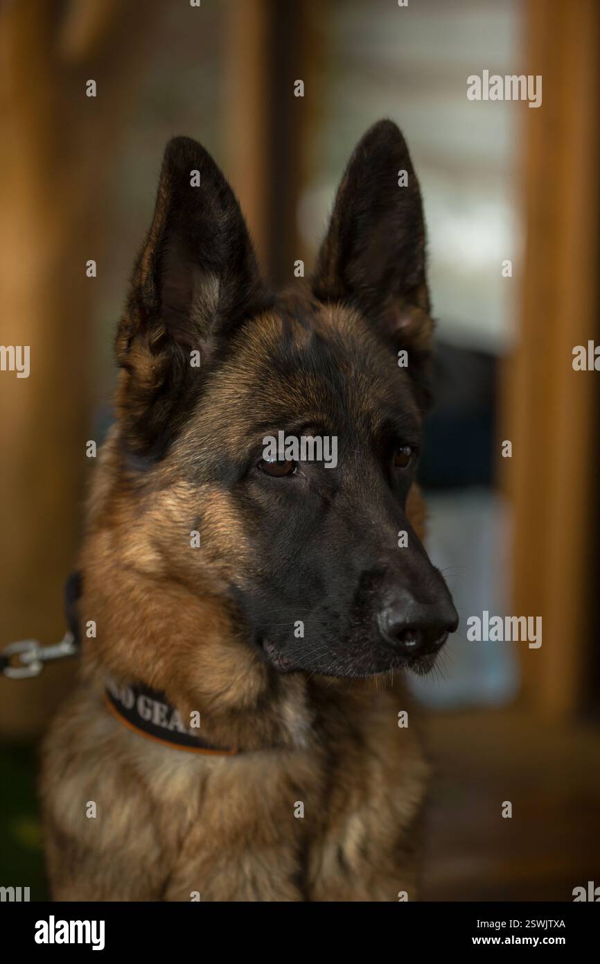 German Shepherd è un amico molto leale, orgoglio, amore, forza, partner, felicità, intelligenza, bellezza, grazia e tutto questo e molto di più su di loro Foto Stock