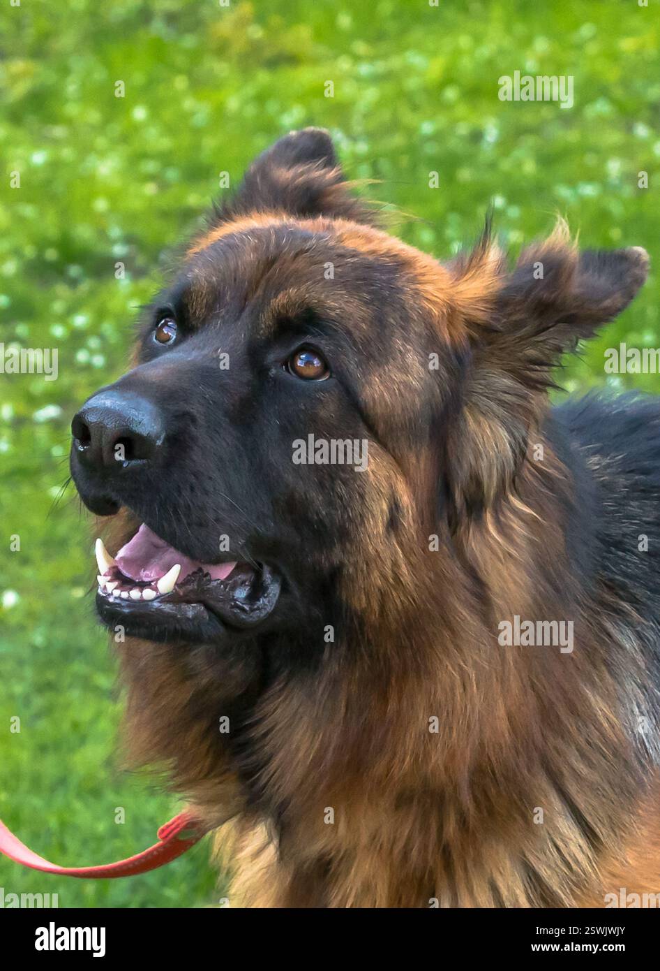 il cane pastore ascolta attentamente il proprietario Foto Stock