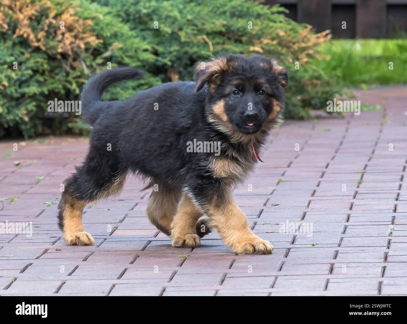 cammina modello pet Foto Stock