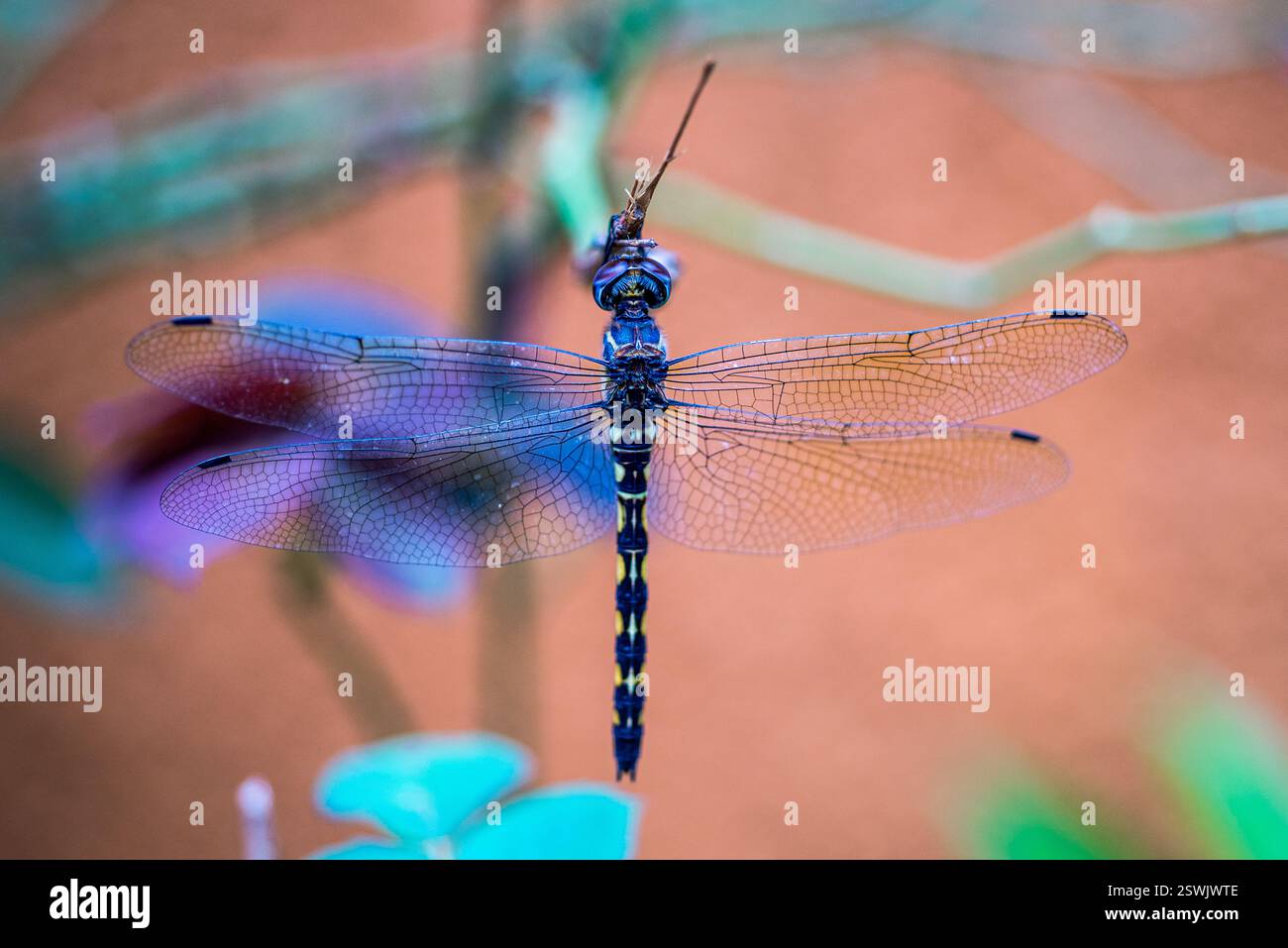 Dragonfly - Kampala Uganda Foto Stock