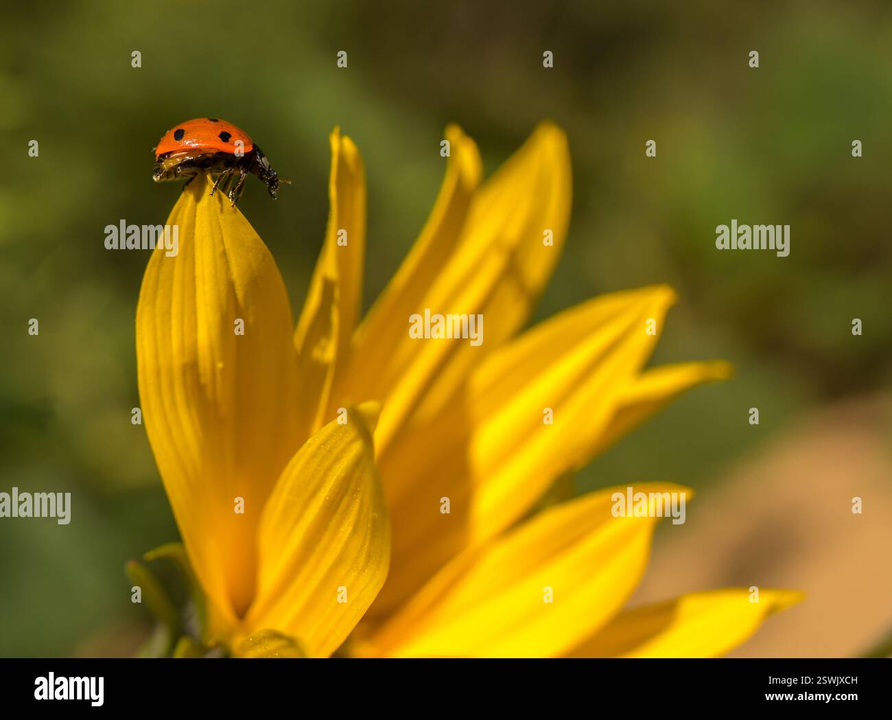coccinello su un petalo di fiori Foto Stock
