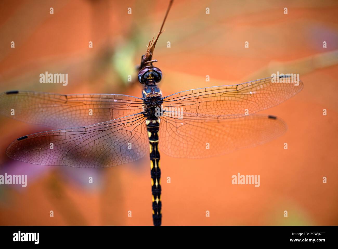 Dragonfly - Kampala Uganda Foto Stock