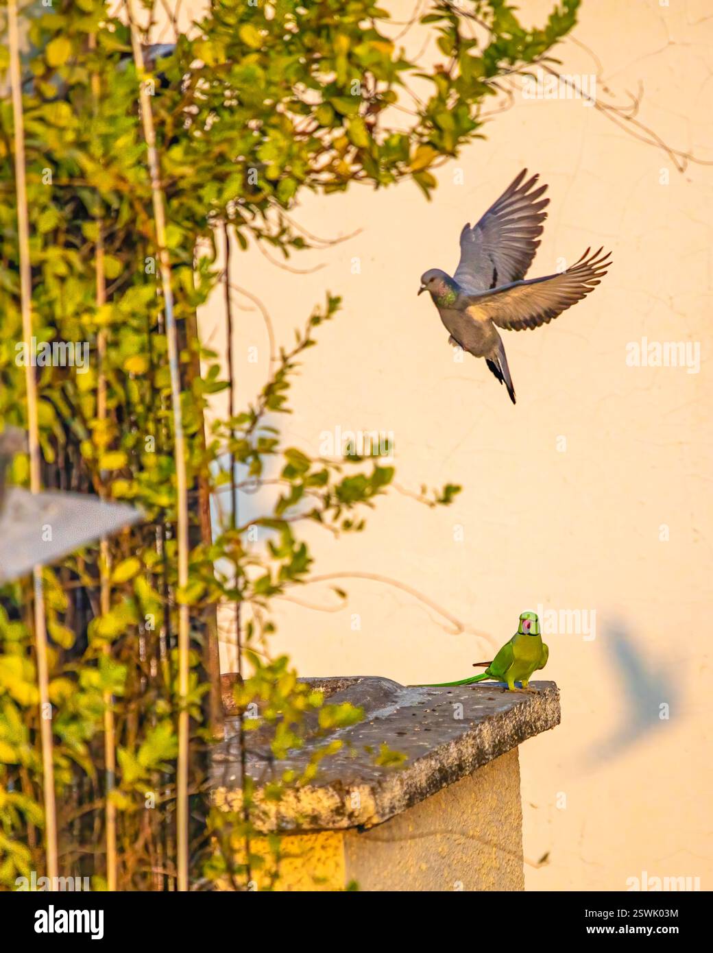 Un piccione che vola e un pappagallo seduto Foto Stock
