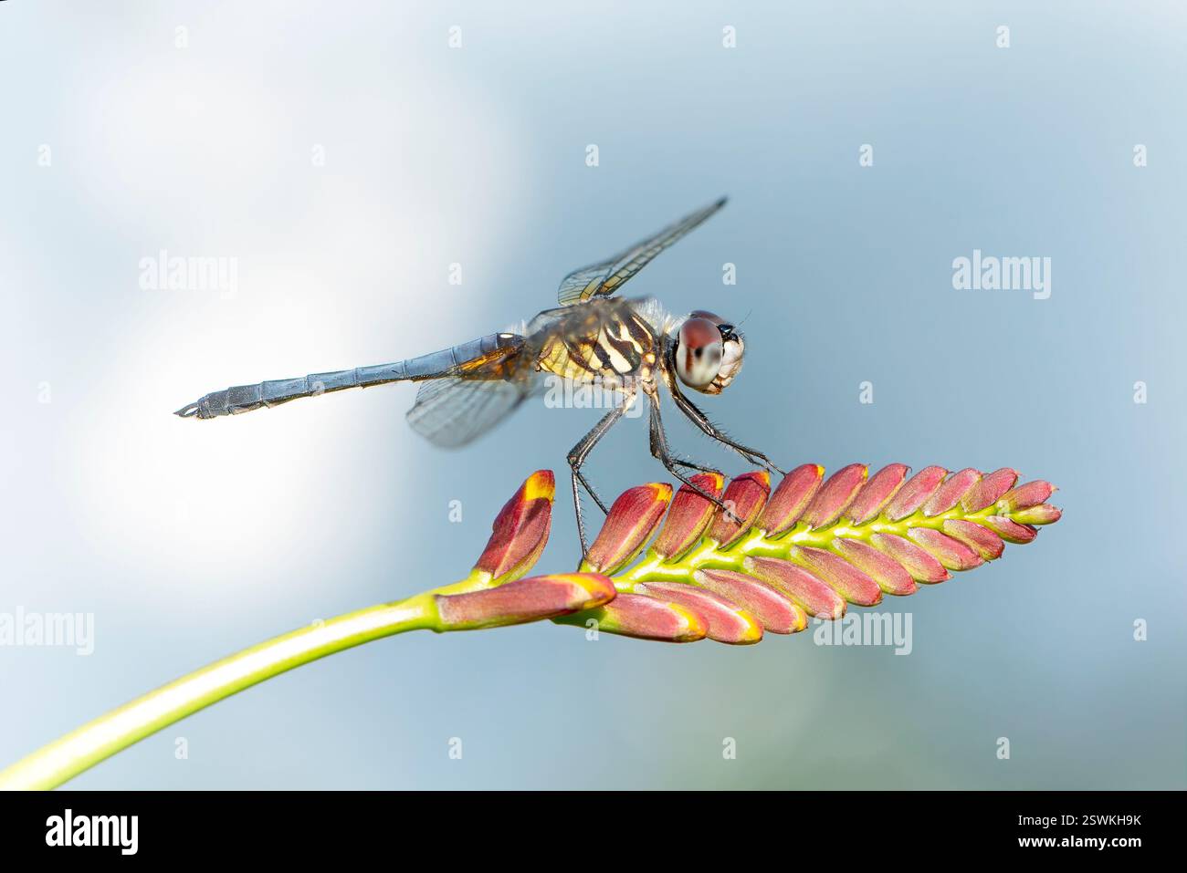 Macro di una libellula appollaiata su un fiore di lucifero Foto Stock