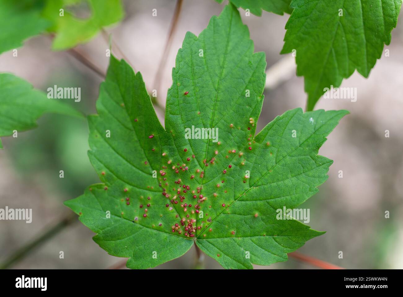 Primo piano di una foglia d'acero (probabilmente specie di Acer) con numerose piccole macchie rossastre, probabilmente un'infezione fungina Foto Stock