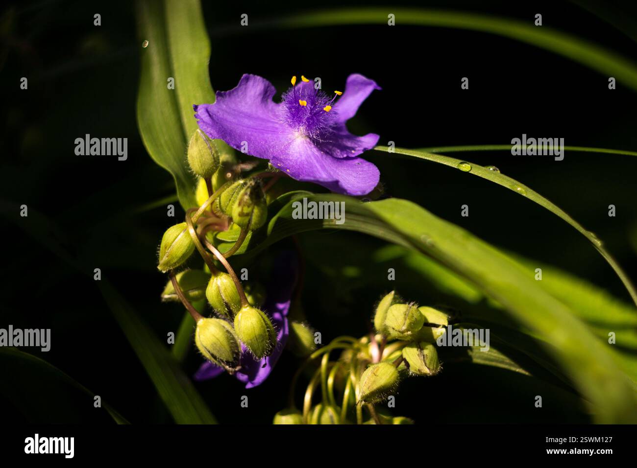 Virginia Spiderwort (Tradescantia virginiana) fiorisce in giardino, sfondo. Tradescantia ohiensis nota come camicia d'acqua o verga dell'Ohio Foto Stock