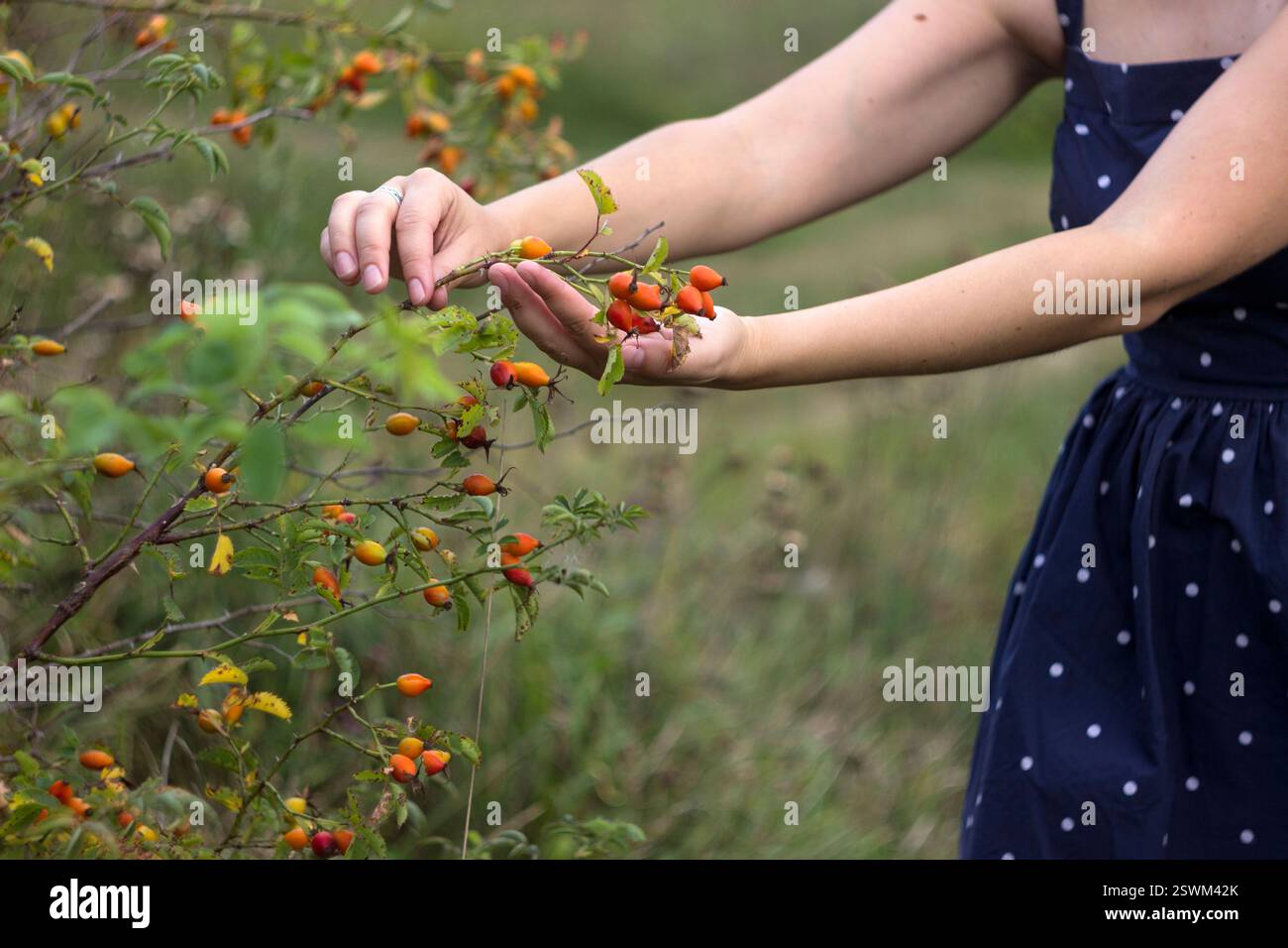 Rosa matura anche, giovane donna raccoglie il raccolto di piante medicinali, sfondo Foto Stock