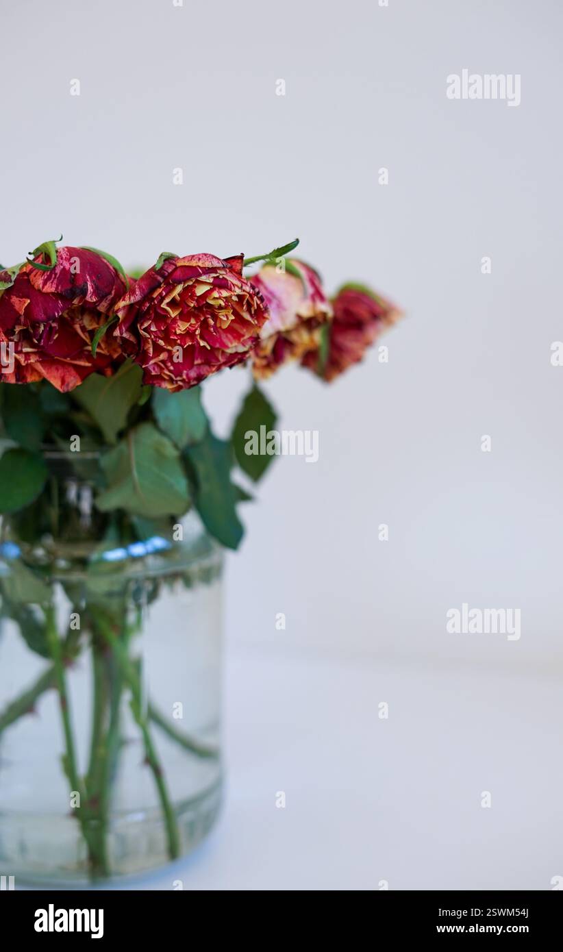 Un bouquet di rose rosse appassite in un vaso di vetro su uno sfondo bianco minimalista Foto Stock