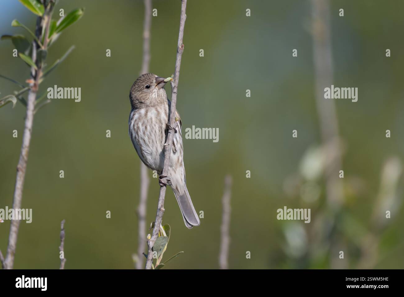 La casa femminile il finch si aggancia al suo ramo mentre si nutrono dei boccioli di fiori. Foto Stock