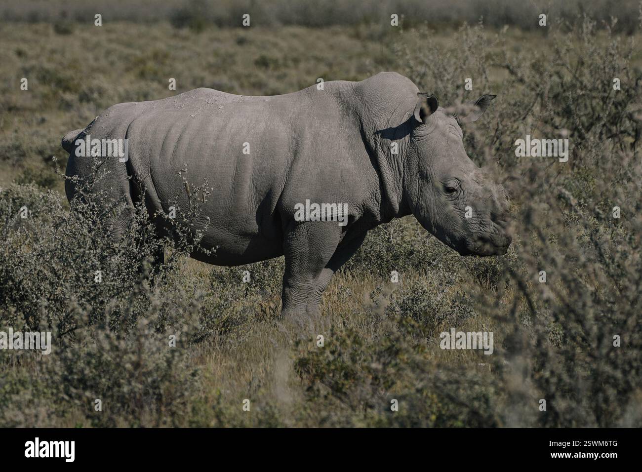 Un bellissimo rinoceronte bianco cammina tra i cespugli di savana nel Parco Nazionale Etosha della Namibia. Foto Stock
