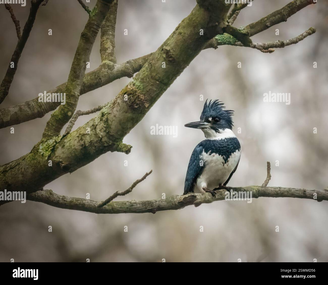 Kingfisher con cintura. Un piccolo uccellino è in piedi sul ramo dell'albero nella mattinata d'inverno, guardandosi intorno. Foto Stock